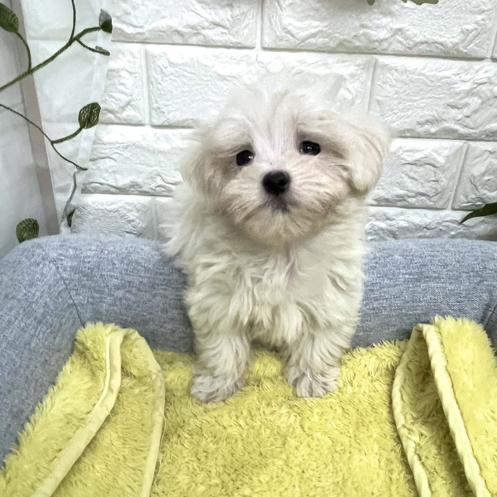 長野県のマルチーズ (犬の家＆猫の里塩尻店/2026年8月7日生まれ/男の子/ホワイト)の子犬の4枚目の画像