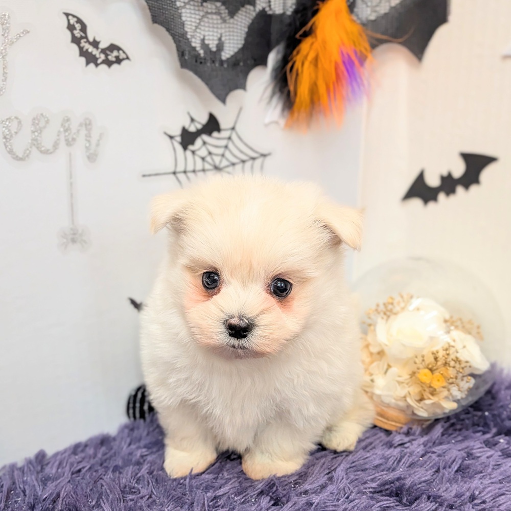 静岡県のポメマル/マルポメ(ポメラニアン×マルチーズ) (犬の家＆猫の里プレ葉ウォーク浜北店/2026年8月11日生まれ/男の子/クリーム)の子犬の4枚目の画像
