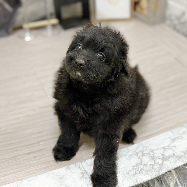 千葉県のポメプー(ポメラニアン×プードル) (犬の家＆猫の里ワンズモール稲毛店/2026年8月9日生まれ/女の子/ブラック)の子犬の4枚目の画像