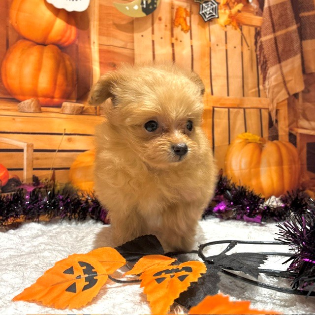 福岡県のポメプー(ポメラニアン×プードル) (犬の家＆猫の里トリアス久山店/2026年8月11日生まれ/女の子/アプリコット)の子犬の4枚目の画像