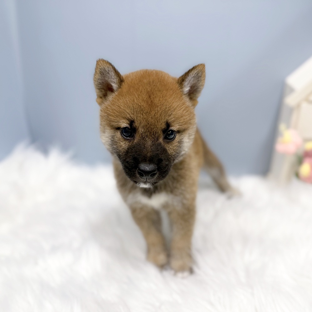 愛知県の豆柴 (犬の家＆猫の里岡崎店/2026年8月10日生まれ/男の子/赤)の子犬の4枚目の画像