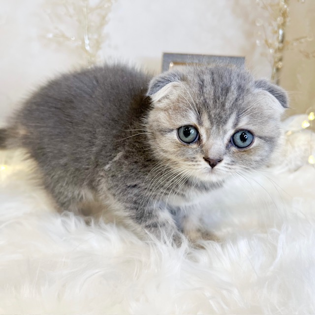 東京都のスコティッシュフォールド (犬の家＆猫の里新宿店/2026年8月9日生まれ/女の子/ブルーパッチドタビー)の子猫の4枚目の画像