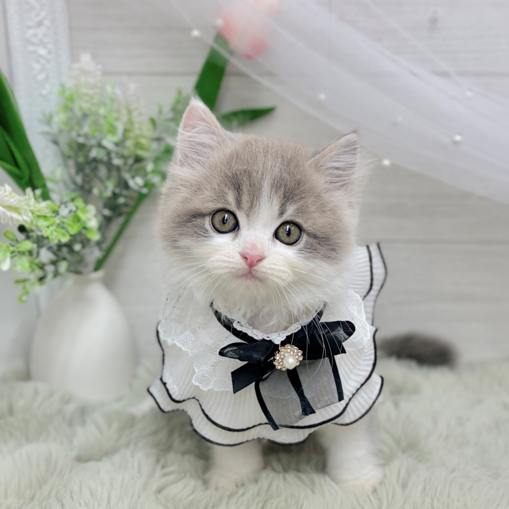 神奈川県のスコティッシュストレート (犬の家＆猫の里相模原店/2026年8月11日生まれ/男の子/ブルータビーホワイト)の子猫の4枚目の画像