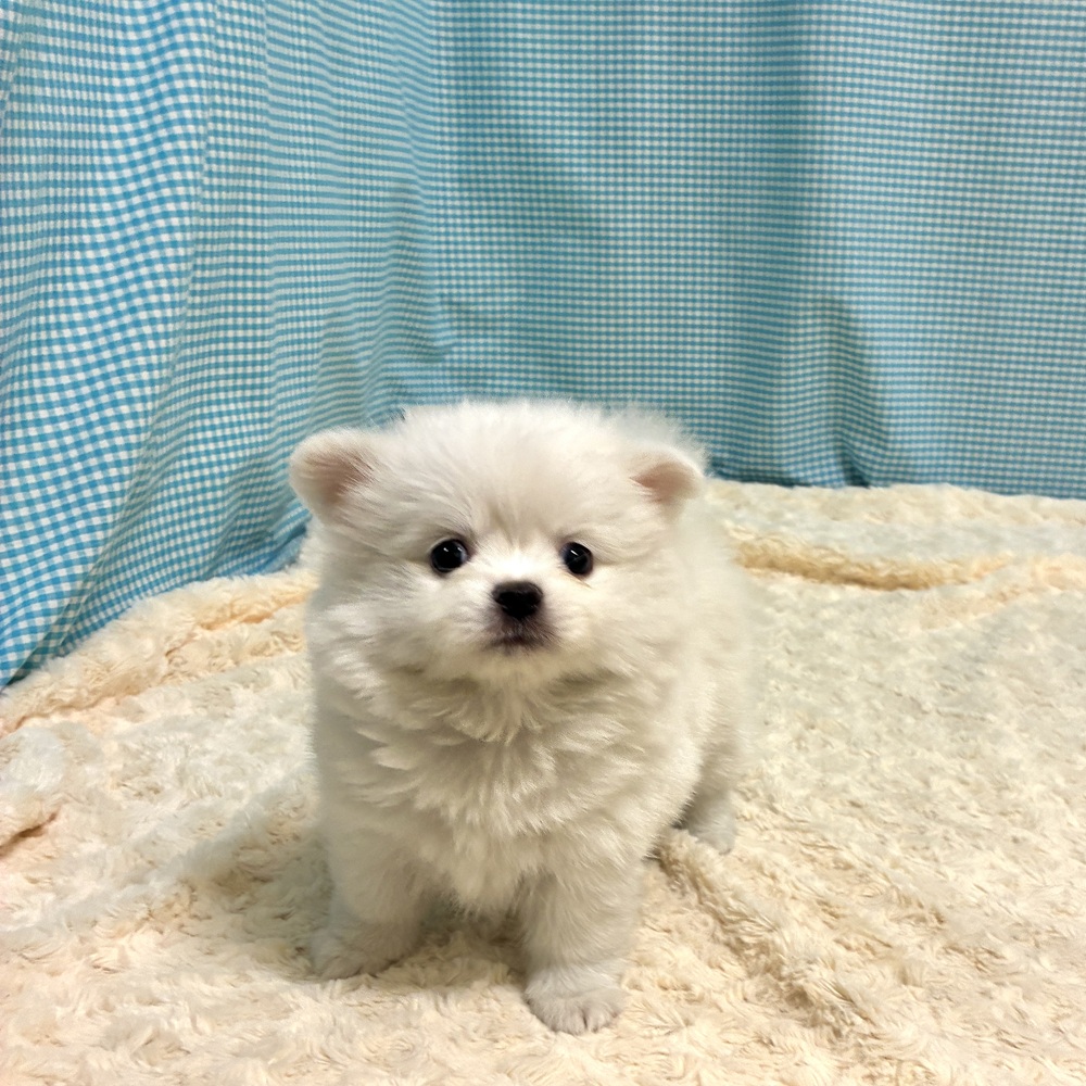 愛知県のポメチワ/チワポメ/ポメチー(ポメラニアン×チワワ) (犬の家＆猫の里一宮店/2026年8月11日生まれ/女の子/クリームホワイト)の子犬の4枚目の画像