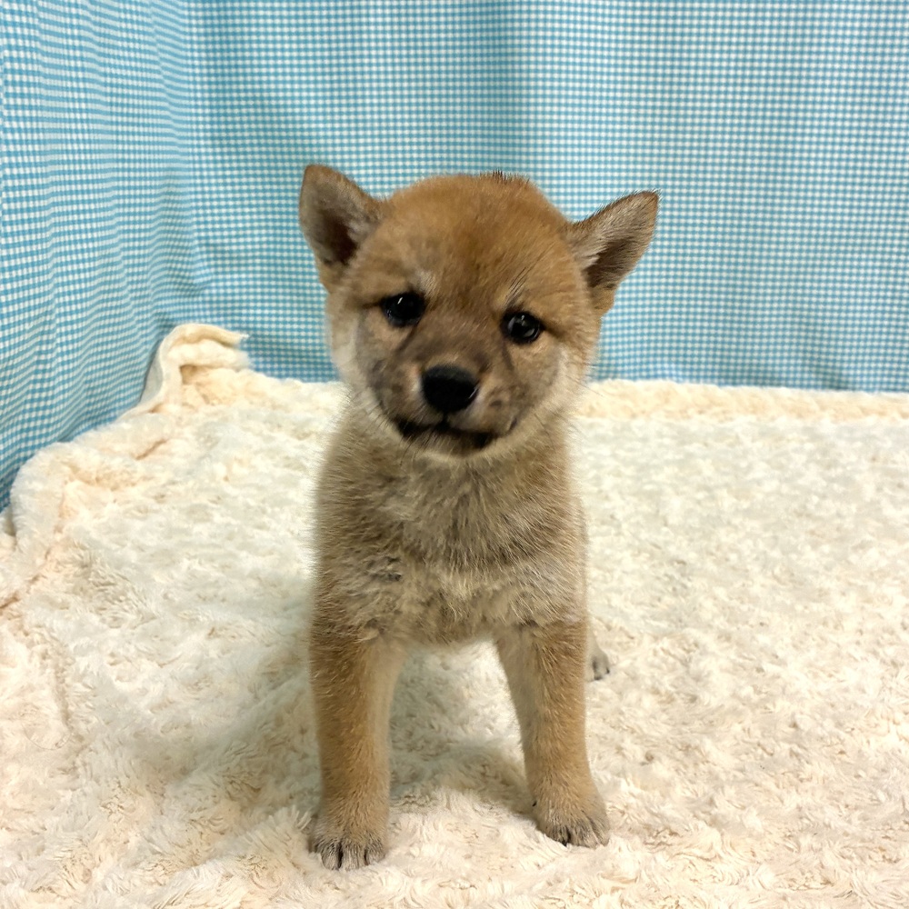 愛知県の柴犬(標準サイズ) (犬の家＆猫の里一宮店/2026年8月11日生まれ/女の子/赤)の子犬の4枚目の画像