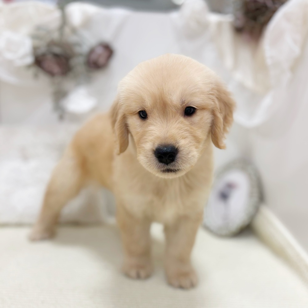 岐阜県のゴールデンレトリバー (犬の家＆猫の里カラフルタウン岐阜店/2026年8月12日生まれ/女の子/ゴールデン)の子犬の4枚目の画像