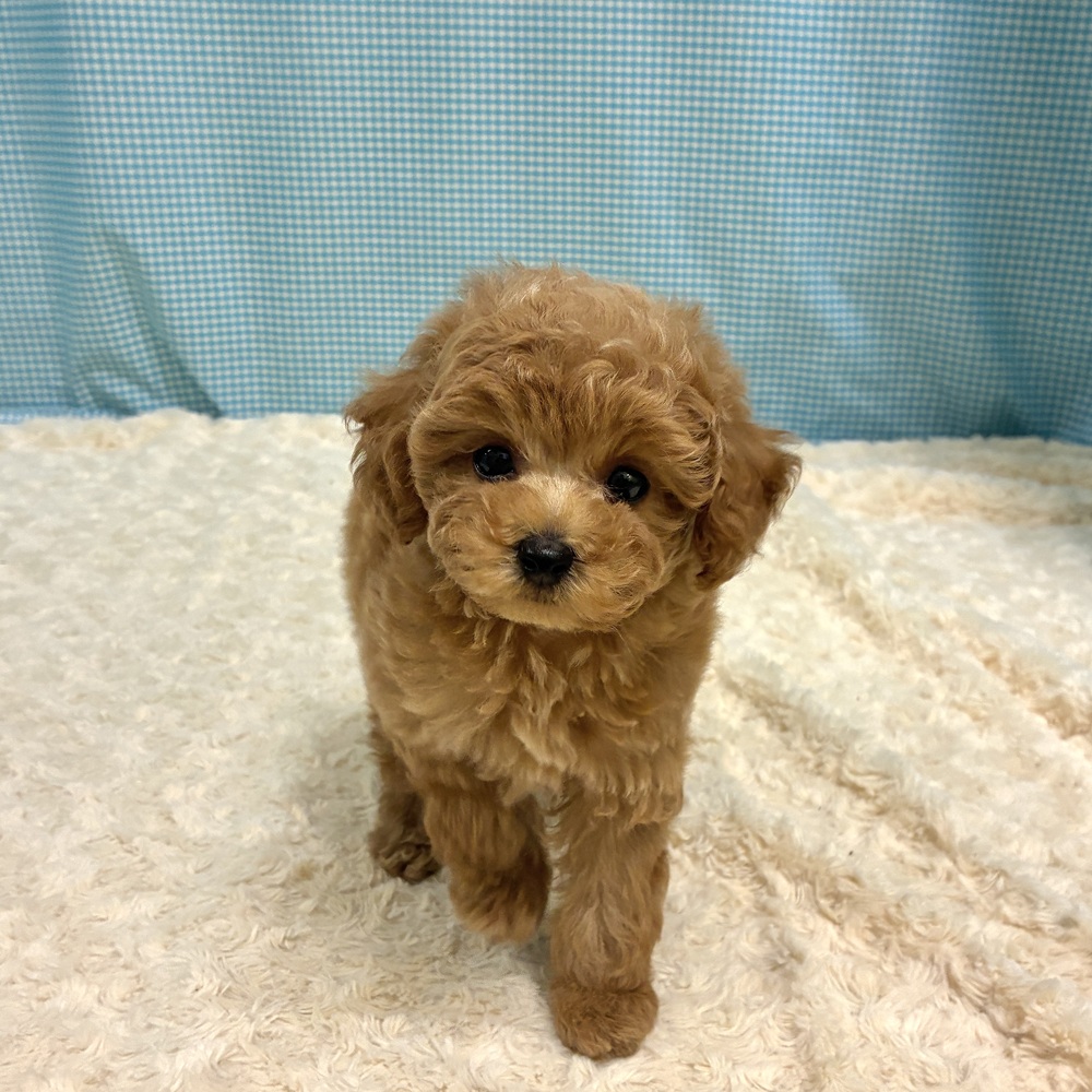 愛知県のトイプードル(トイ) (犬の家＆猫の里一宮店/2026年8月11日生まれ/男の子/オレンジフォーン)の子犬の4枚目の画像