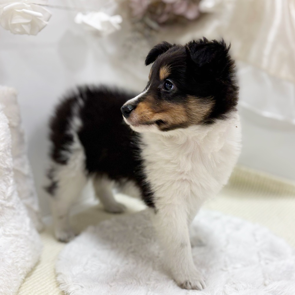 岐阜県のシェットランドシープドッグ (犬の家＆猫の里カラフルタウン岐阜店/2026年8月12日生まれ/女の子/ブラックホワイトタン)の子犬の4枚目の画像