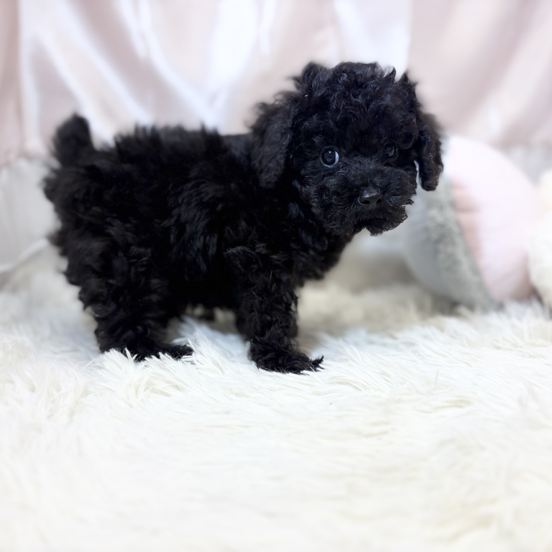 兵庫県のトイプードル(トイ) (犬の家＆猫の里カナート西神戸店/2026年8月12日生まれ/男の子/ブラック)の子犬の4枚目の画像