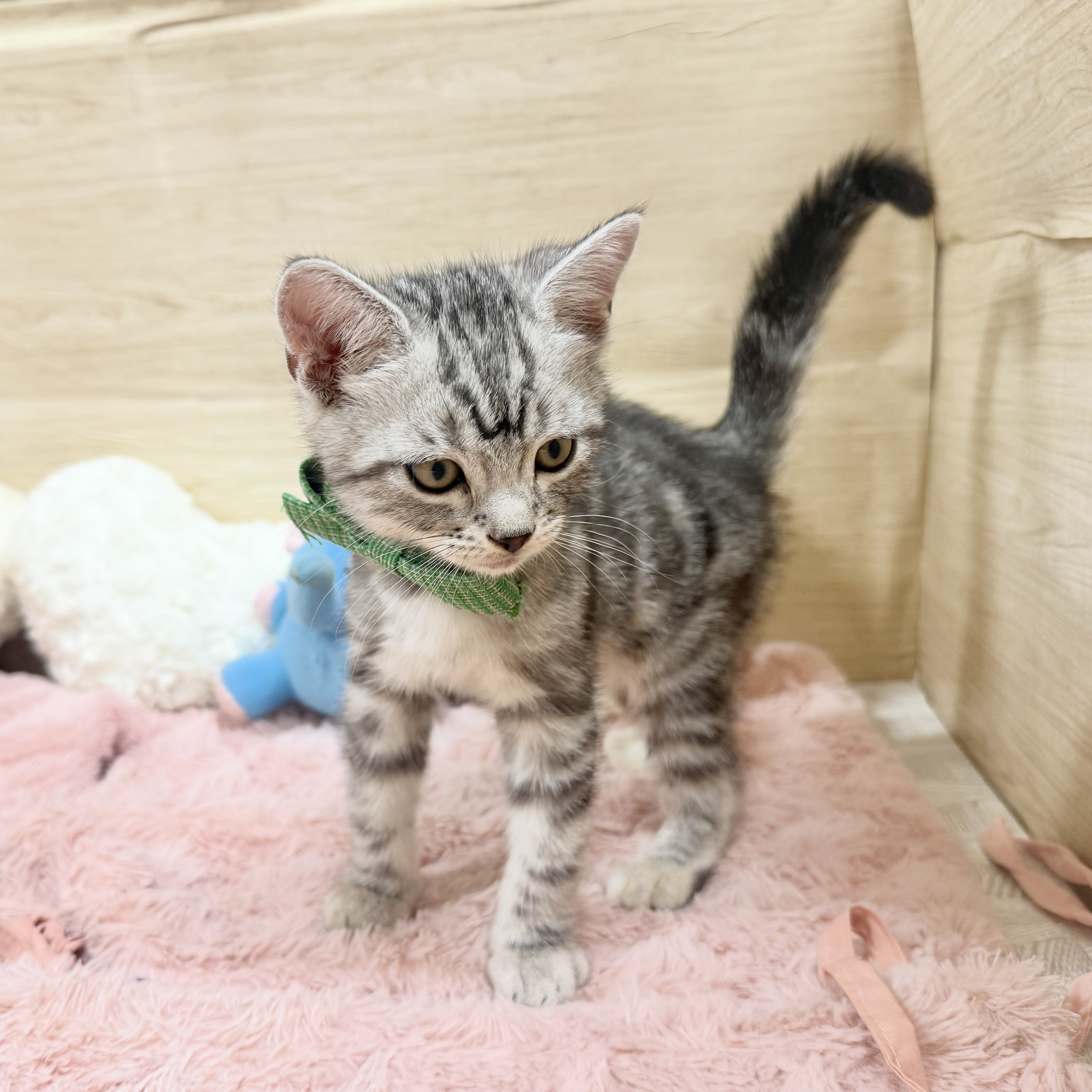 大阪府のアメリカンショートヘアー (犬の家＆猫の里そよら東岸和田店/2026年8月10日生まれ/男の子/シルバータビー)の子猫の4枚目の画像