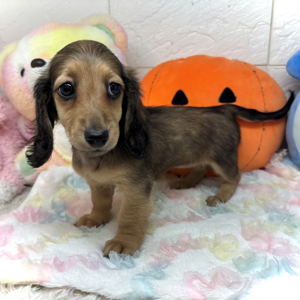 兵庫県のミニチュアダックスフンド(ロング) (犬の家＆猫の里ゆめタウン姫路店/2026年8月11日生まれ/女の子/シェーデットレッド)の子犬の4枚目の画像