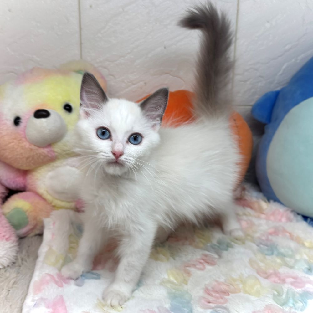 兵庫県のラグドール (犬の家＆猫の里ゆめタウン姫路店/2026年8月12日生まれ/男の子/ブルーポイントバイカラー)の子猫の4枚目の画像