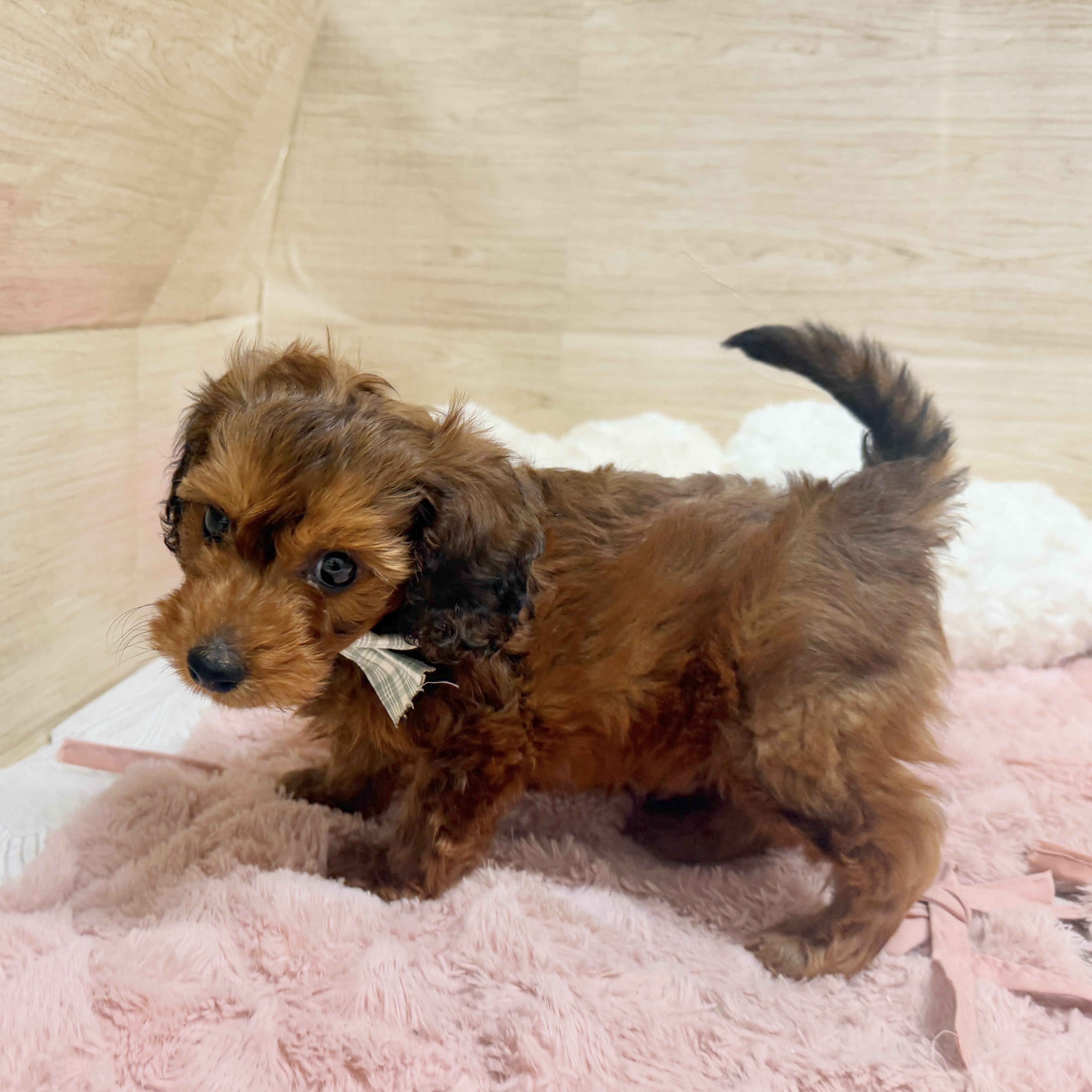 大阪府のダップー(ダックス×プードル) (犬の家＆猫の里そよら東岸和田店/2026年8月13日生まれ/男の子/レッド)の子犬の4枚目の画像