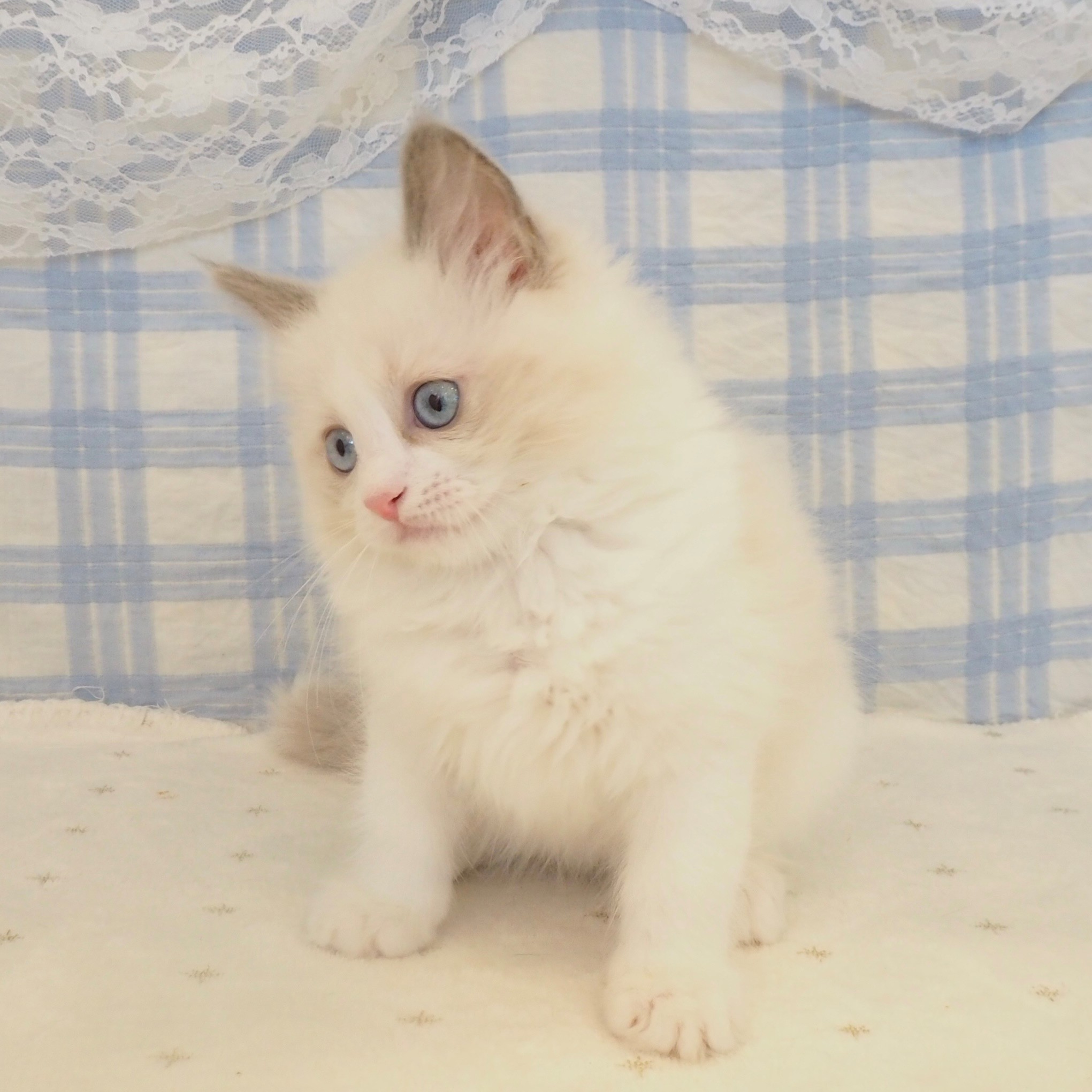 大阪府のラグドール (犬の家＆猫の里もりのみやキューズモールBASE店/2026年8月8日生まれ/女の子/シールポイントバイカラー)の子猫の4枚目の画像