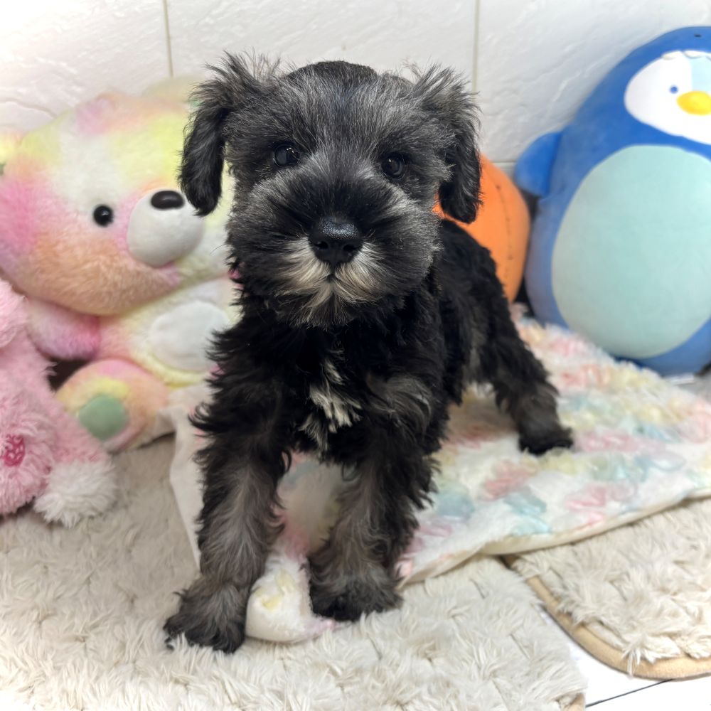 兵庫県のミニチュアシュナウザー (犬の家＆猫の里ゆめタウン姫路店/2026年8月13日生まれ/女の子/ソルトペッパー)の子犬の1枚目の画像