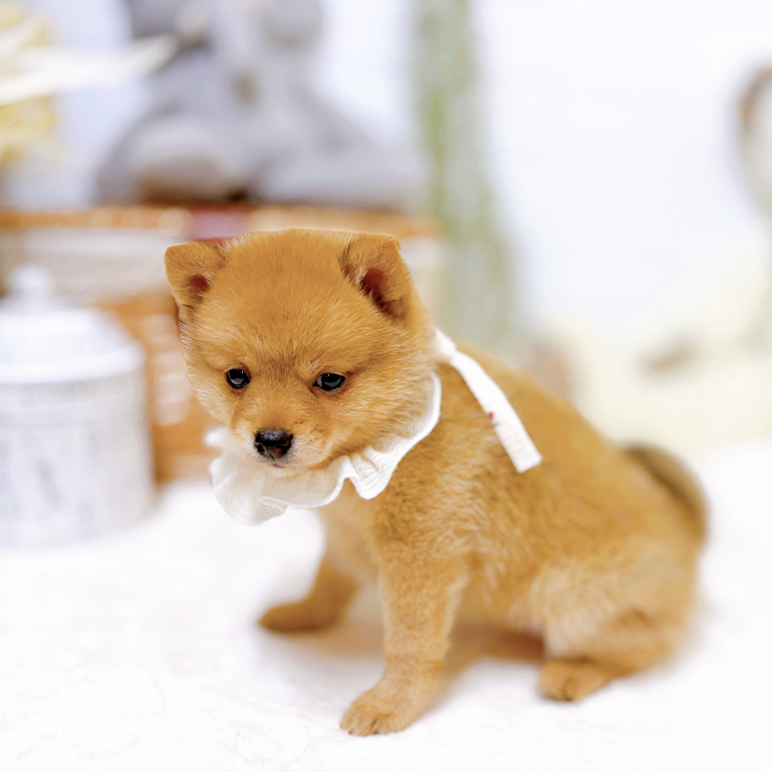 滋賀県のポメ柴/豆ポメ/ポメ豆柴(ポメラニアン×柴犬) (犬の家＆猫の里近江八幡店/2026年8月12日生まれ/女の子/オレンジ)の子犬の4枚目の画像