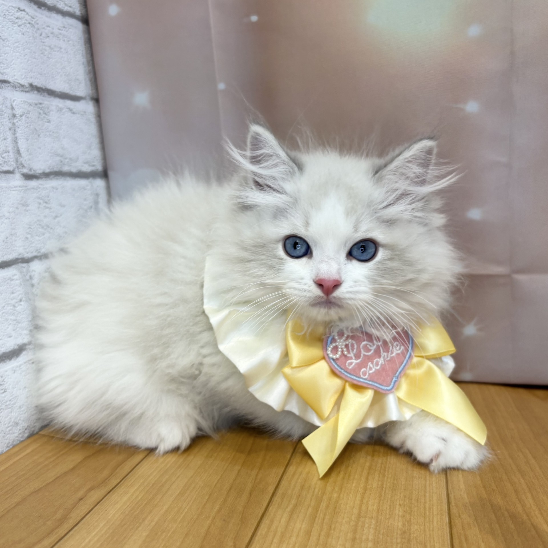 長野県のラグドール (犬の家＆猫の里カインズ梓川店/2026年8月11日生まれ/男の子/ブルーポイントバイカラー)の子猫の4枚目の画像