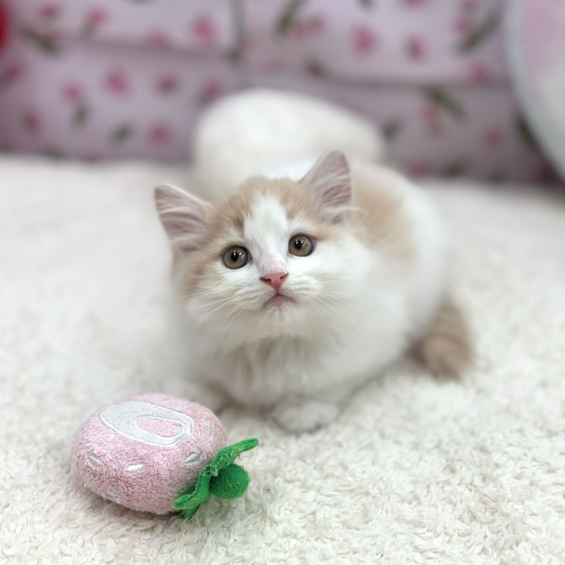 愛知県のサイベリアン (犬の家＆猫の里エアポートウォーク店/2026年8月12日生まれ/女の子/クリームタビーホワイト)の子猫の4枚目の画像