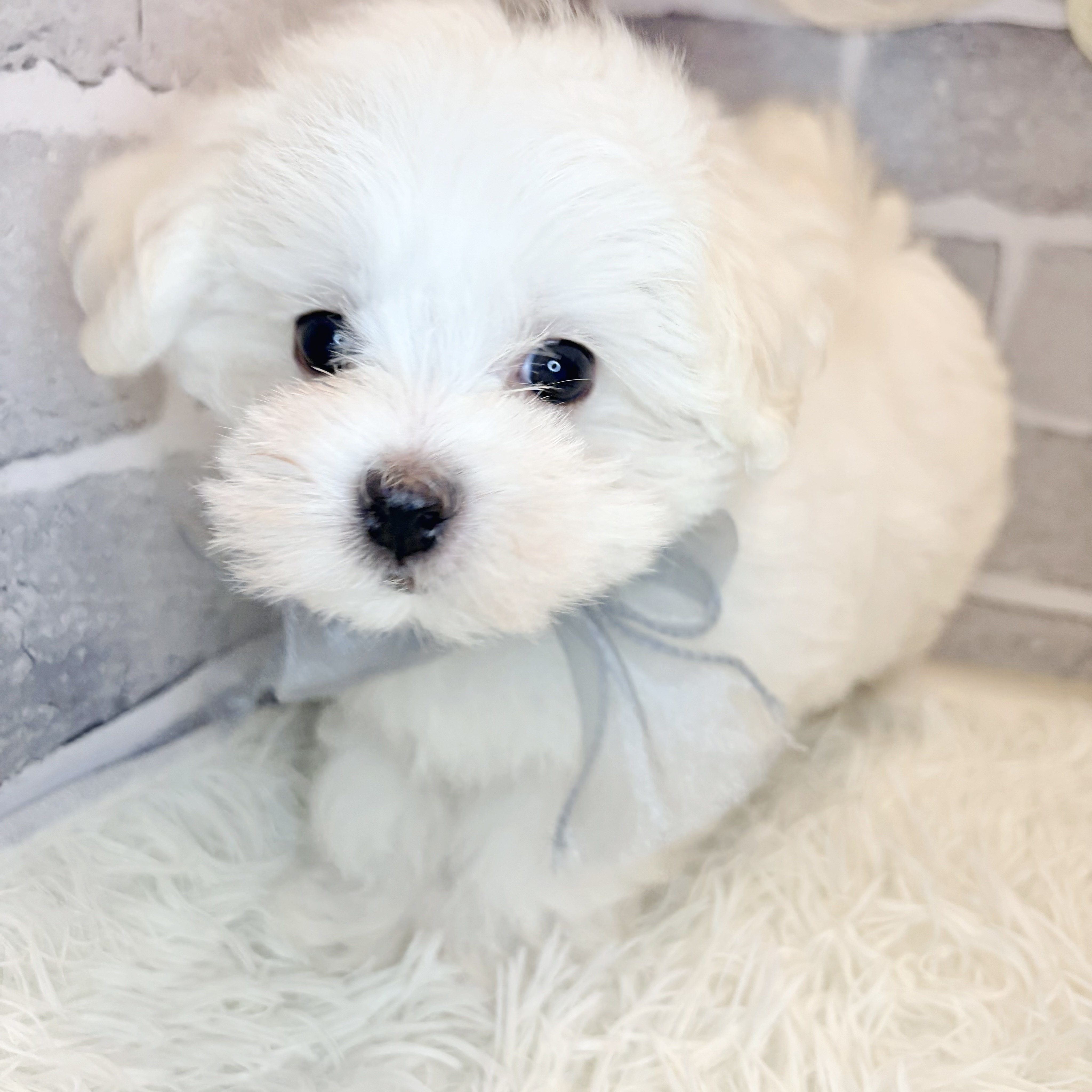 兵庫県のマルチーズ (犬の家＆猫の里神戸店/2026年8月10日生まれ/女の子/ホワイト)の子犬の4枚目の画像