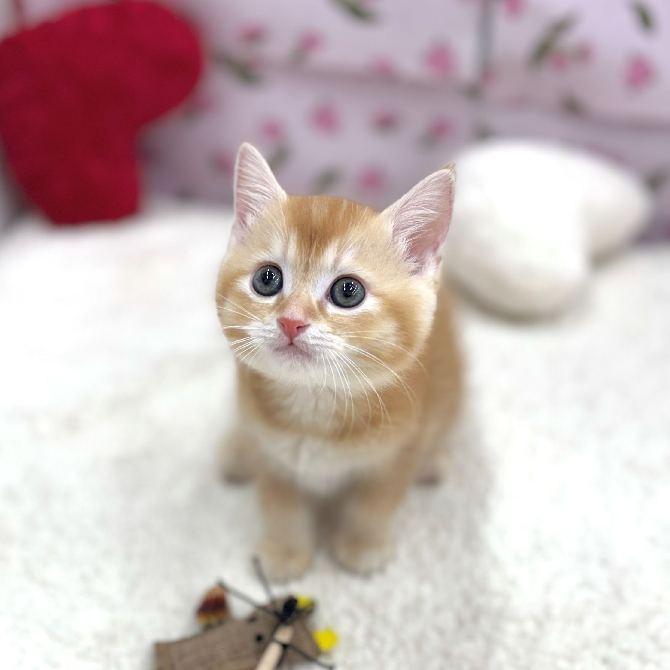 愛知県のマンチカン (犬の家＆猫の里エアポートウォーク店/2026年8月14日生まれ/男の子/レッド)の子猫の4枚目の画像