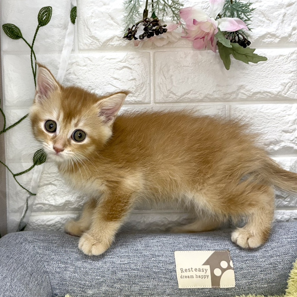 長野県のマンチカン (犬の家＆猫の里塩尻店/2026年8月14日生まれ/男の子/レッド)の子猫の4枚目の画像