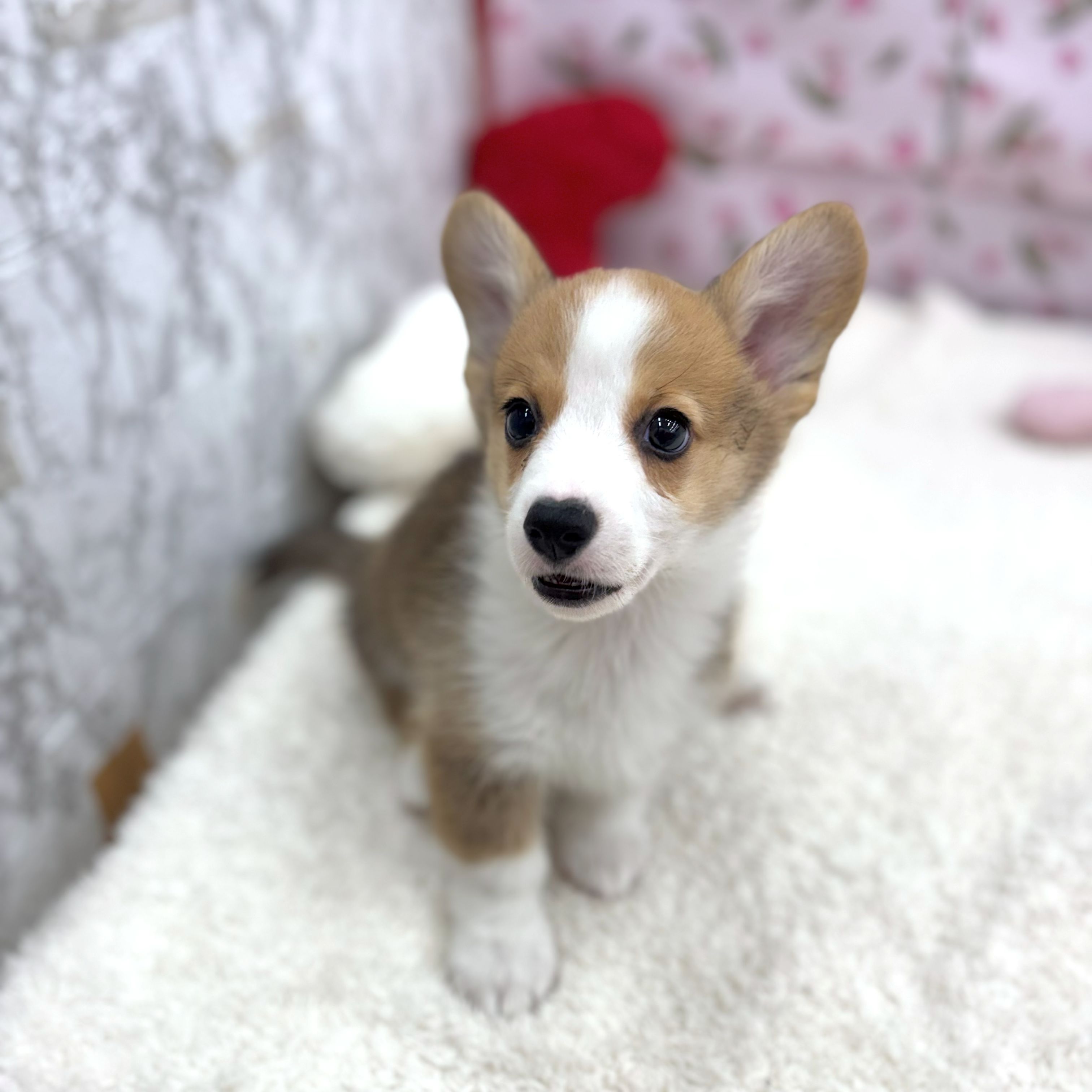 愛知県のウェルシュコーギーペンブローク (犬の家＆猫の里エアポートウォーク店/2026年8月13日生まれ/男の子/レッドホワイト)の子犬の4枚目の画像