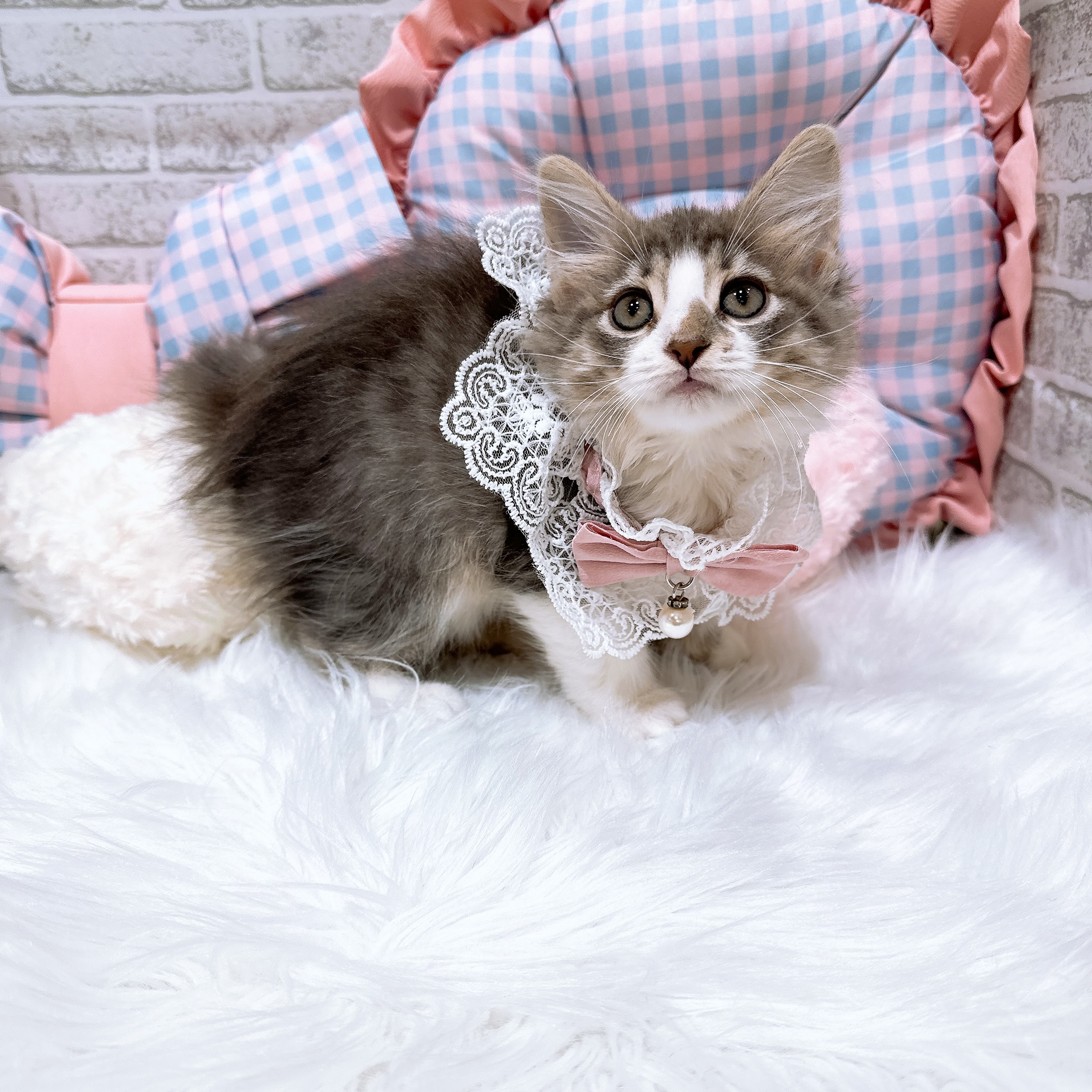 神奈川県のノルウェージャンフォレストキャット (犬の家＆猫の里元住吉ブレーメン通り店/2026年8月8日生まれ/女の子/ブルータビーホワイト)の子猫の4枚目の画像
