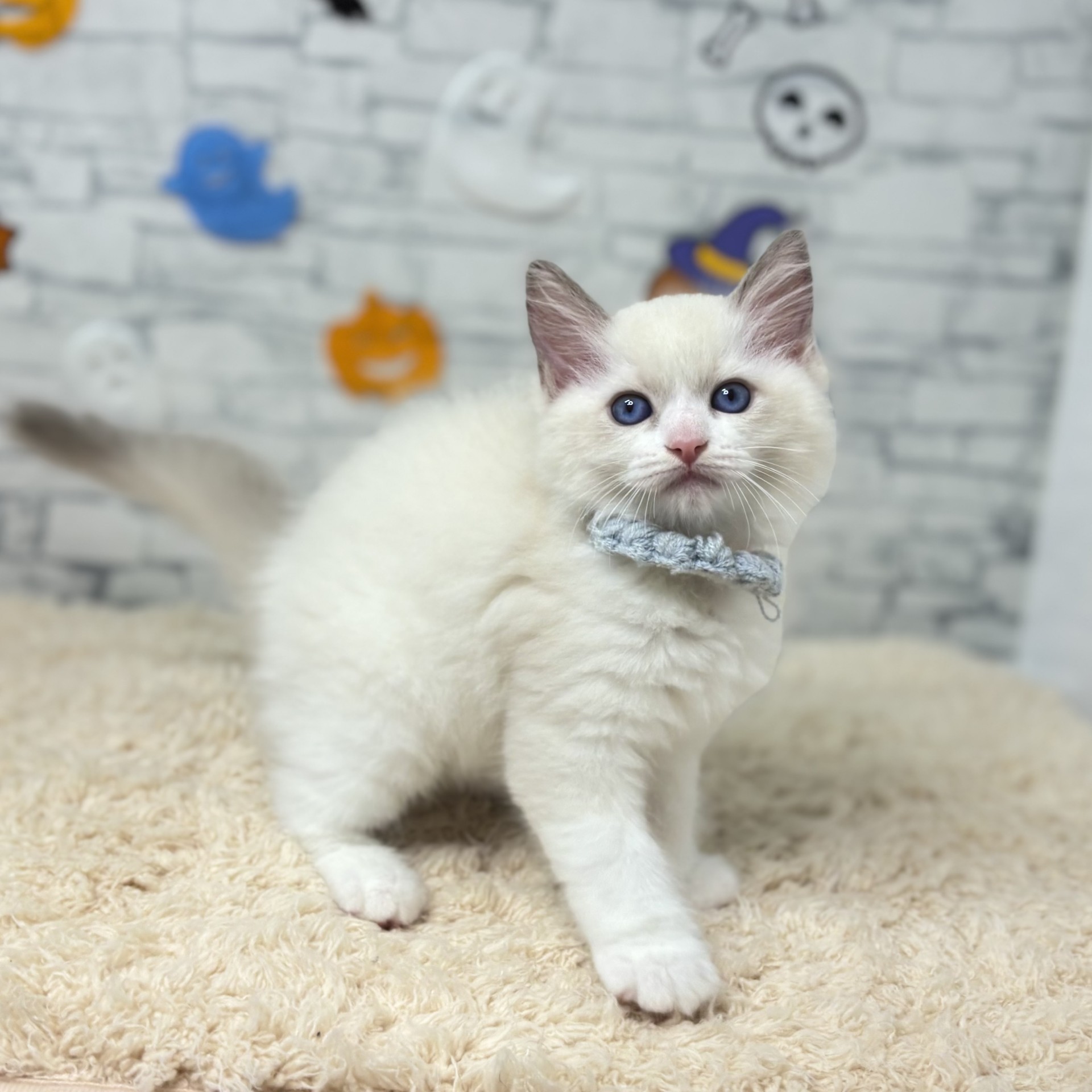 長野県のラグドール (犬の家＆猫の里長野店/2026年8月15日生まれ/男の子/ブルーポイントバイカラー)の子猫の4枚目の画像