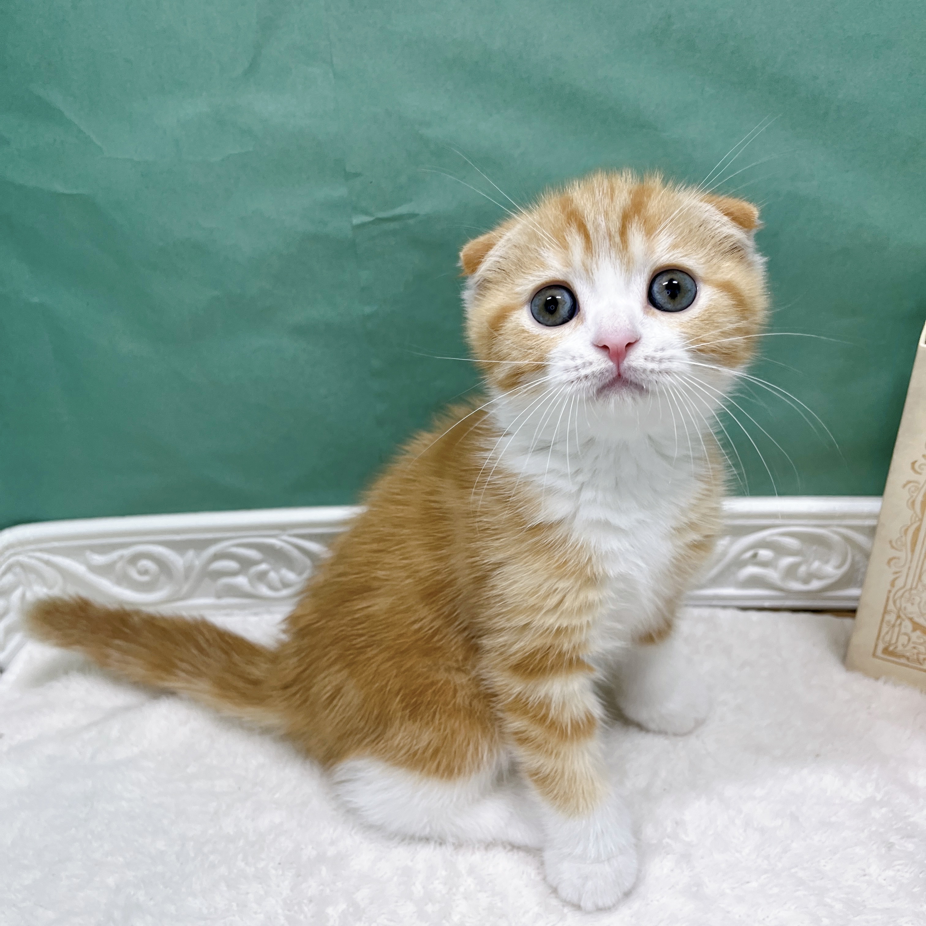 石川県のスコティッシュフォールド (犬の家＆猫の里アミーゴ金沢有松店/2026年8月15日生まれ/男の子/レッドタビーホワイト)の子猫の4枚目の画像