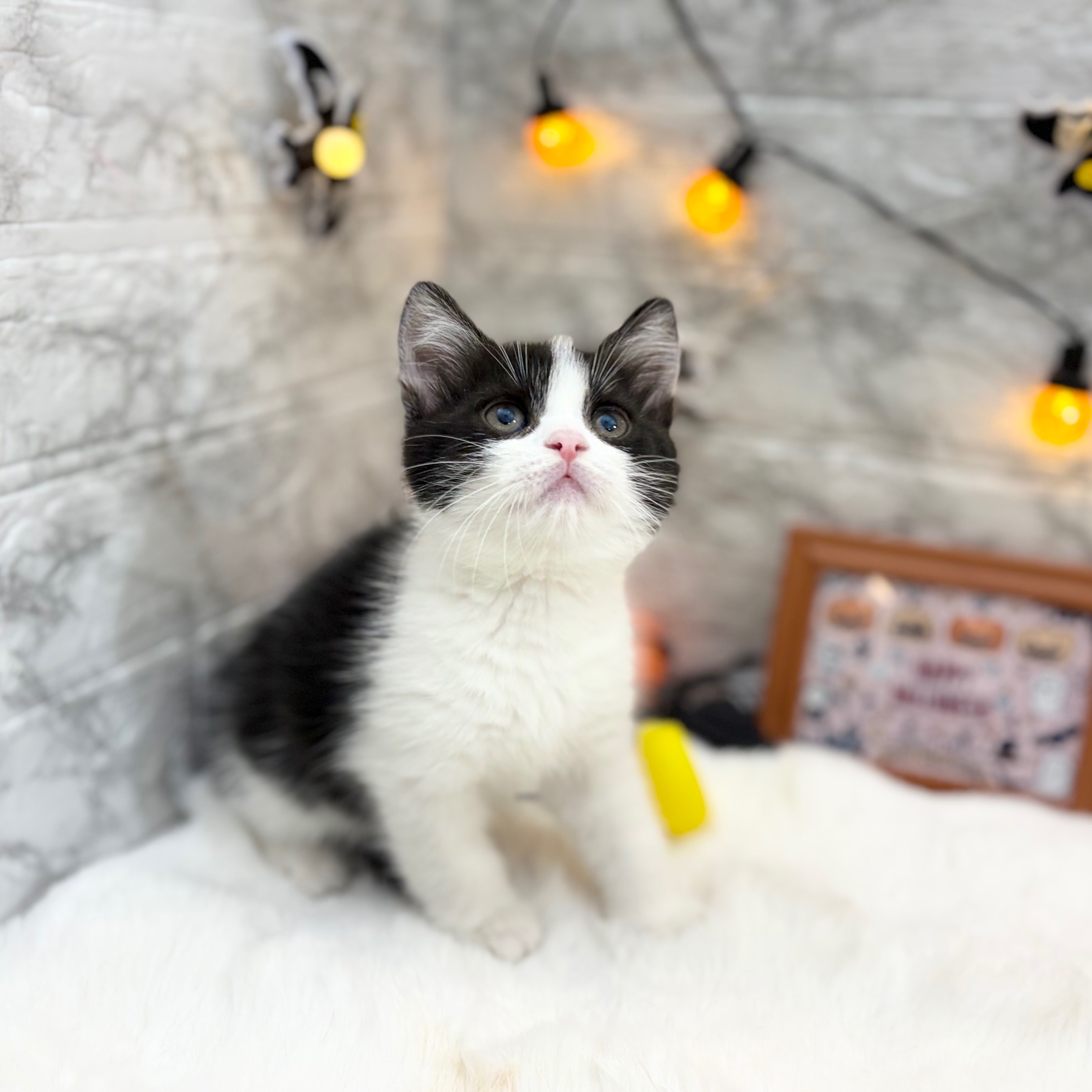 静岡県のスコティッシュストレート (犬の家＆猫の里MEGAドン・キホーテ袋井店/2026年8月15日生まれ/男の子/ブラックホワイト)の子猫の4枚目の画像