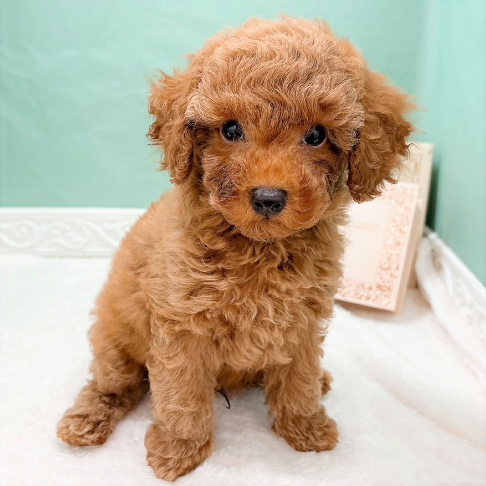 石川県のトイプードル(トイ) (犬の家＆猫の里アミーゴ金沢有松店/2026年8月15日生まれ/男の子/レッドフォーン)の子犬の4枚目の画像