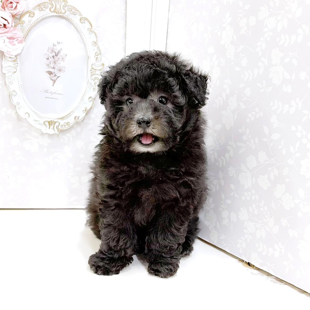 富山県のトイプードル(トイ) (犬の家＆猫の里アミーゴ高岡蓮花寺店/2026年8月15日生まれ/男の子/グレー)の子犬の4枚目の画像