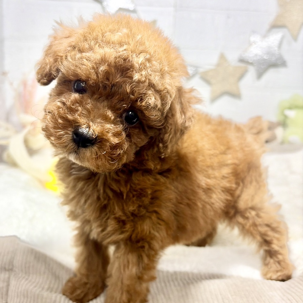 兵庫県のトイプードル(トイ) (犬の家＆猫の里ニッケパークタウン加古川店/2026年8月15日生まれ/男の子/レッドフォーン)の子犬の4枚目の画像