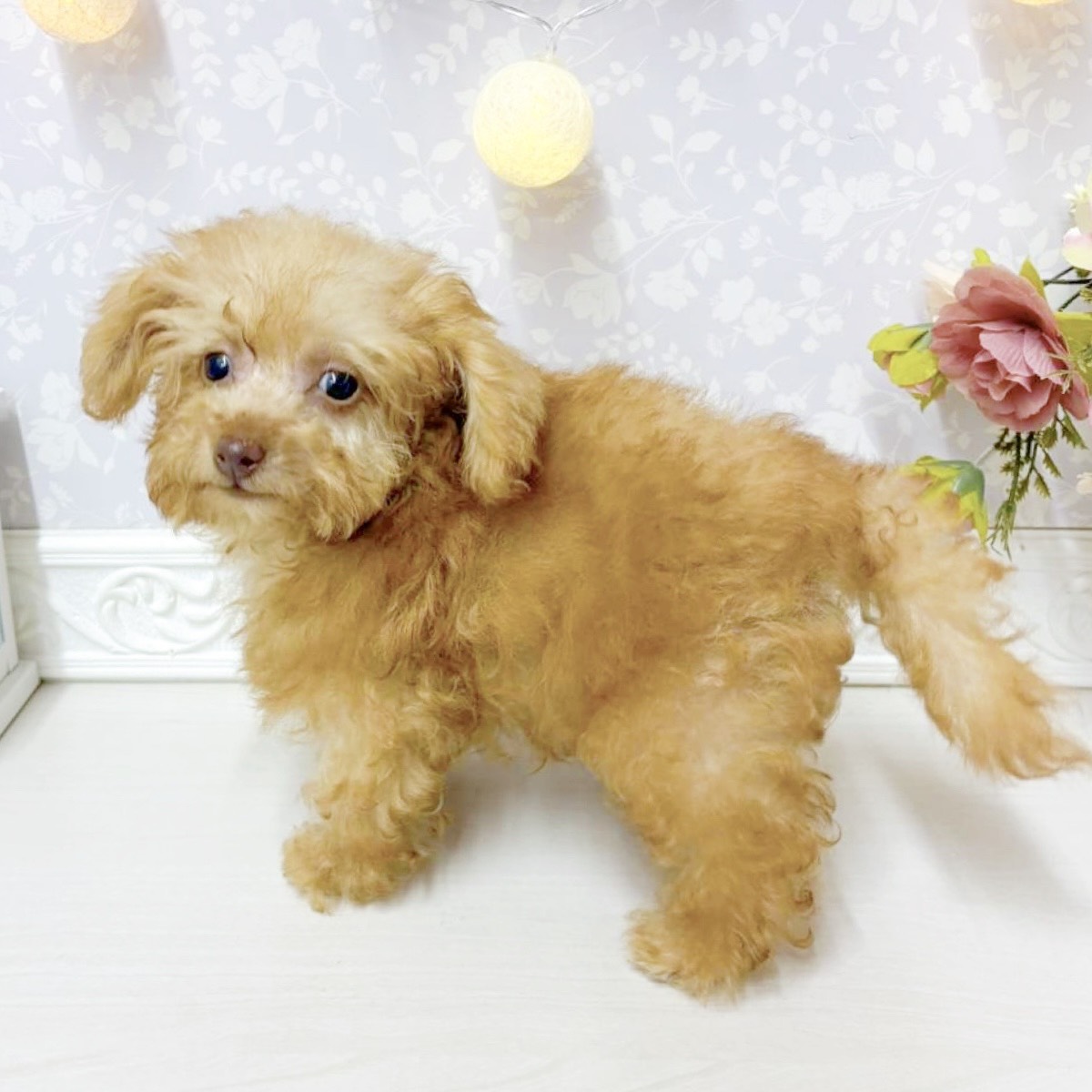 富山県のポメプー(ポメラニアン×プードル) (犬の家＆猫の里アミーゴ山室店/2026年8月14日生まれ/男の子/アプリコット)の子犬の4枚目の画像