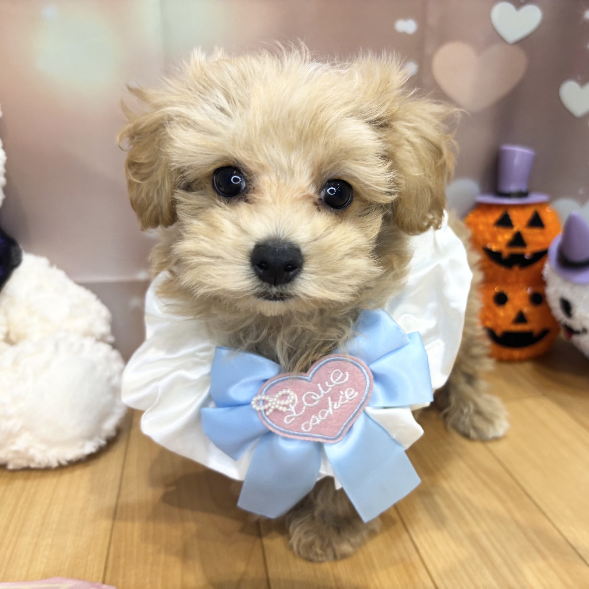 長野県のマルプー(マルチーズ×プードル) (犬の家＆猫の里カインズ梓川店/2026年8月10日生まれ/男の子/アプリコットホワイト)の子犬の4枚目の画像