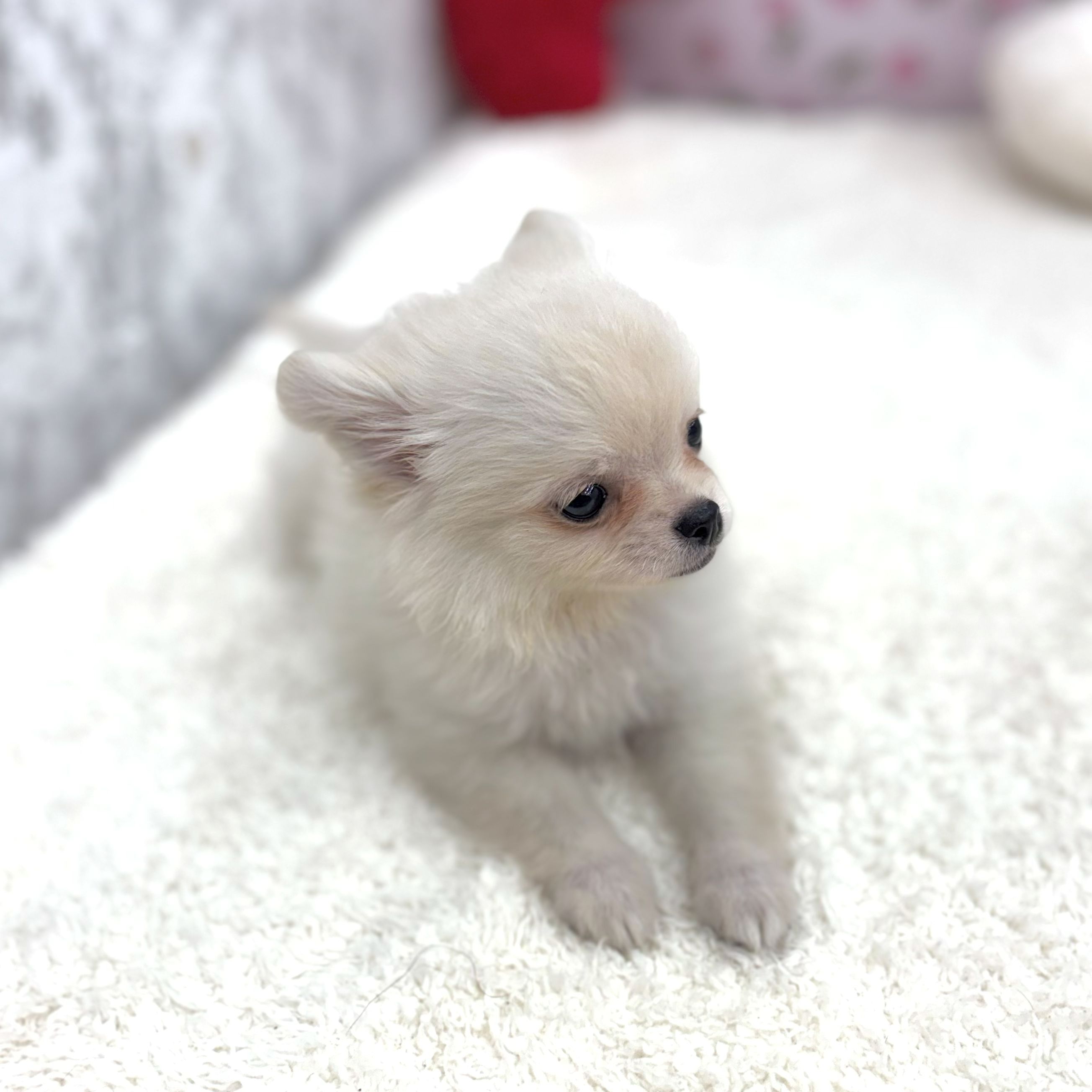 生体画像４