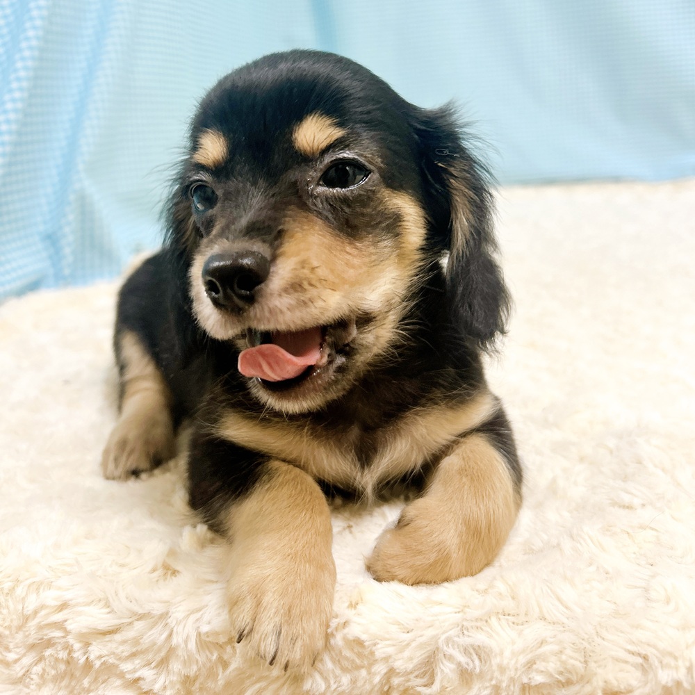 愛知県のチワックス(チワワ×ダックス) (犬の家＆猫の里一宮店/2026年8月11日生まれ/男の子/ブラックタン)の子犬の4枚目の画像