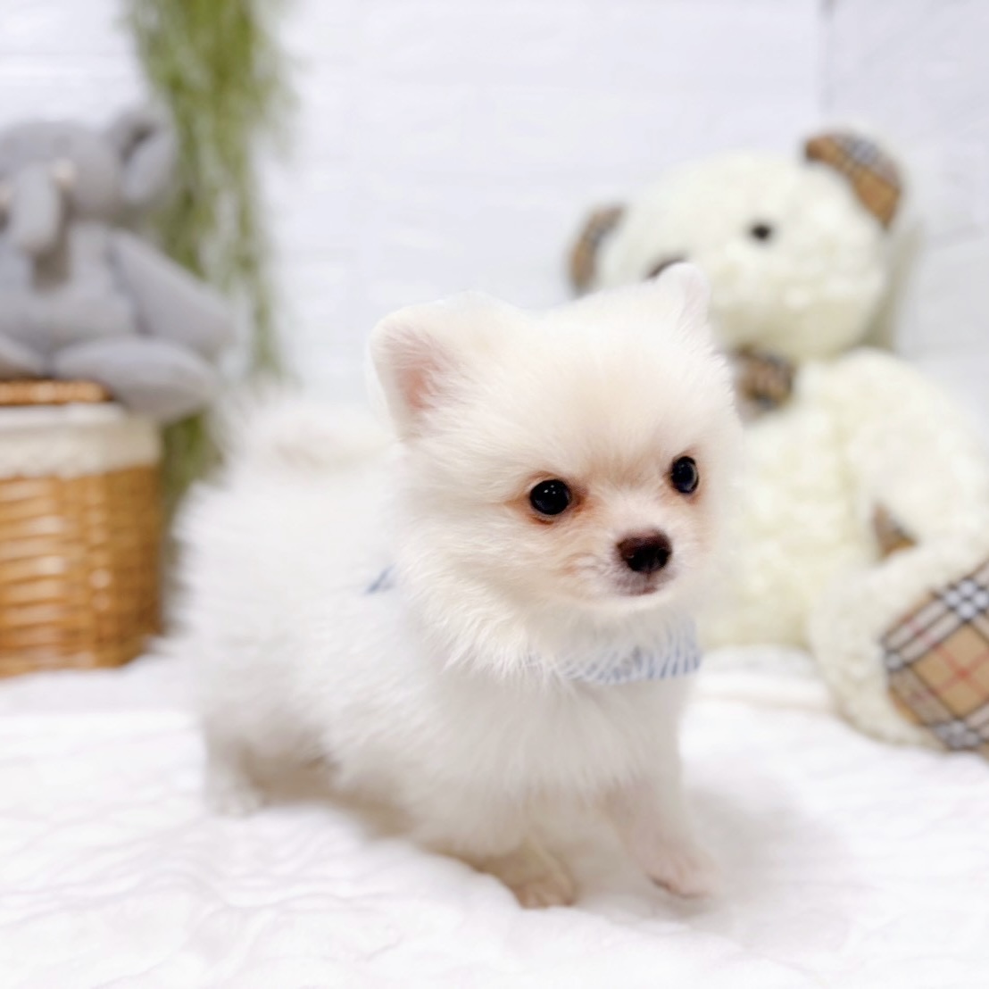 滋賀県のポメチワ/チワポメ/ポメチー(ポメラニアン×チワワ) (犬の家＆猫の里近江八幡店/2026年8月15日生まれ/男の子/クリーム)の子犬の4枚目の画像