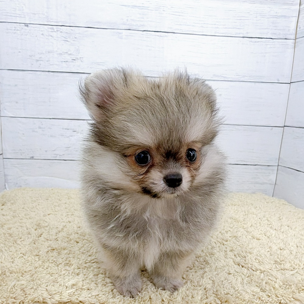 愛知県のポメチワ/チワポメ/ポメチー(ポメラニアン×チワワ) (犬の家＆猫の里七宝店/2026年8月15日生まれ/男の子/ウルフセーブル)の子犬の1枚目の画像