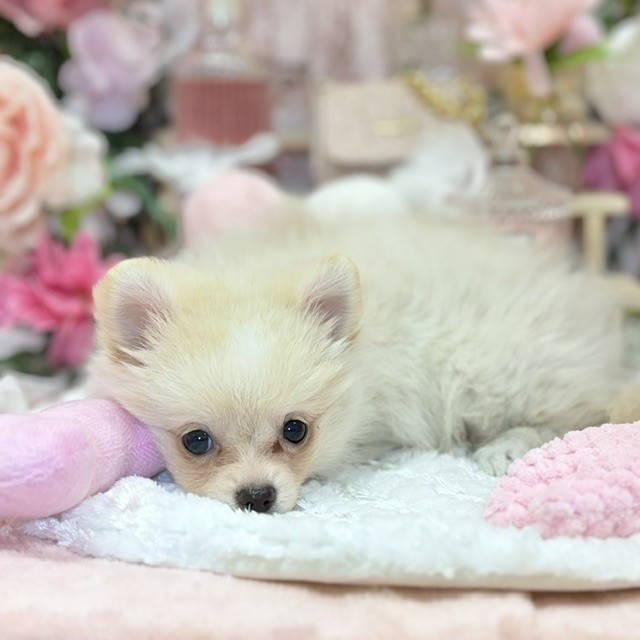 千葉県のポメチワ/チワポメ/ポメチー(ポメラニアン×チワワ) (犬の家＆猫の里ワンズモール稲毛店/2026年8月15日生まれ/女の子/クリームホワイト)の子犬の4枚目の画像