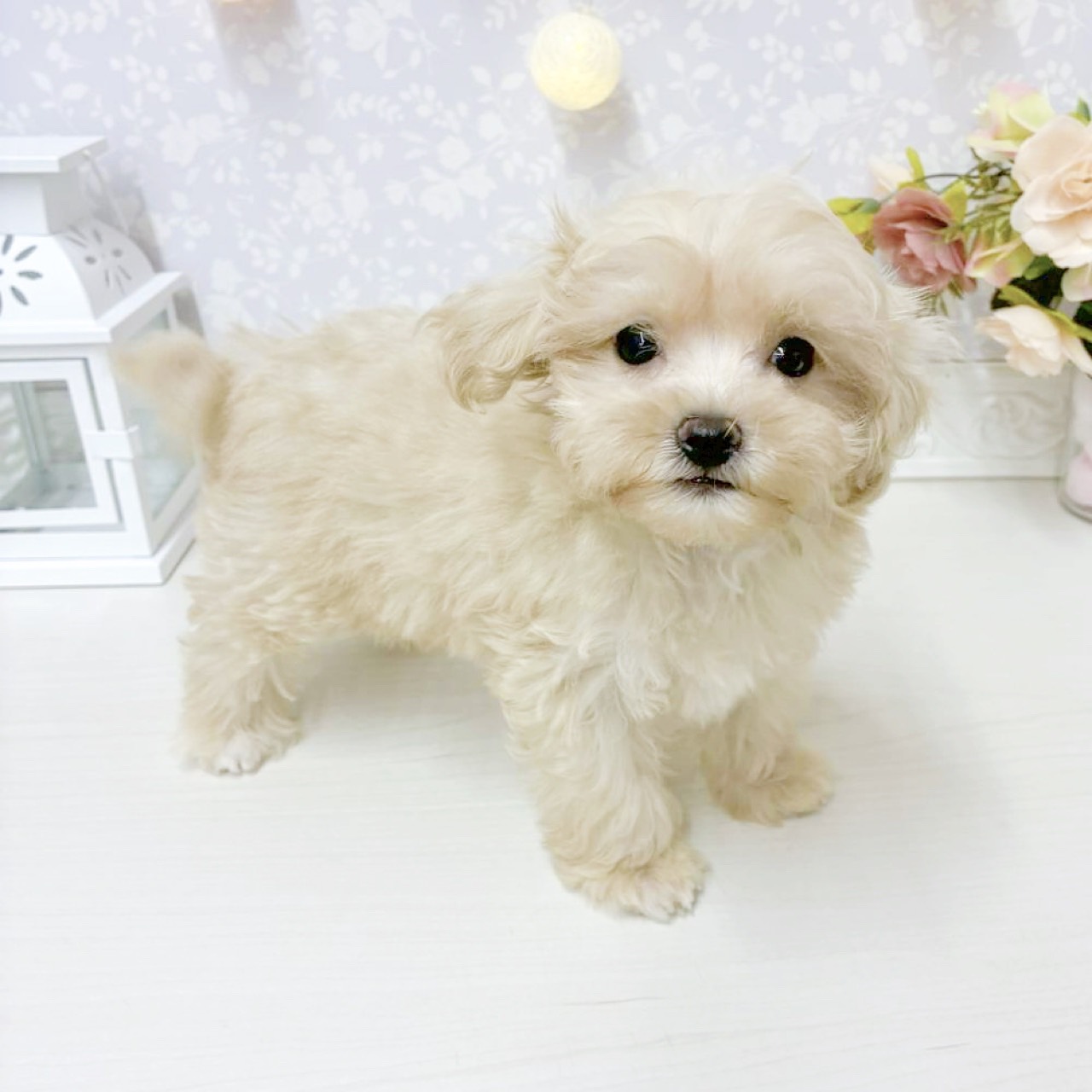 富山県のマルプー(マルチーズ×プードル) (犬の家＆猫の里アミーゴ山室店/2026年8月13日生まれ/女の子/クリーム)の子犬の4枚目の画像