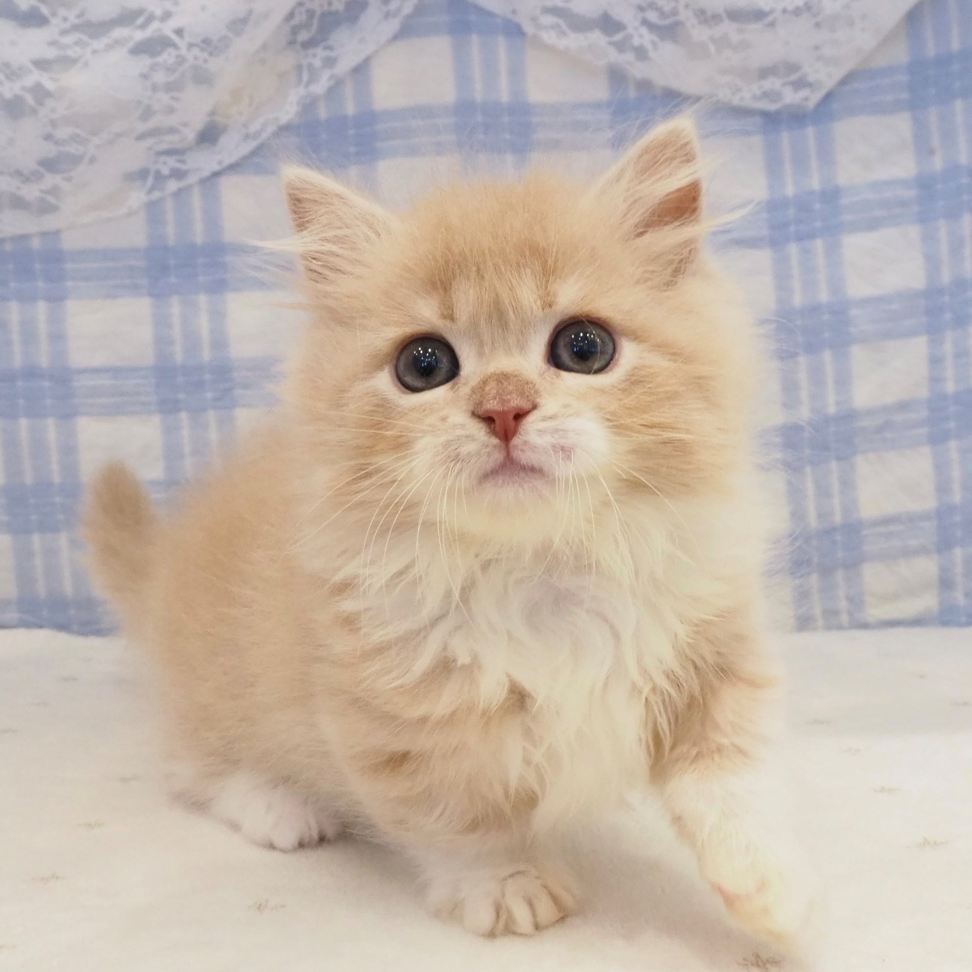 大阪府のミヌエット (犬の家＆猫の里もりのみやキューズモールBASE店/2026年8月15日生まれ/男の子/クリームタビーホワイト)の子猫の4枚目の画像