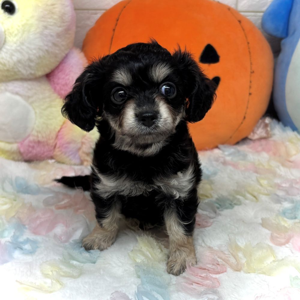 兵庫県のチワックス(チワワ×ダックス) (犬の家＆猫の里ゆめタウン姫路店/2026年8月15日生まれ/女の子/ブラックタン)の子犬の4枚目の画像