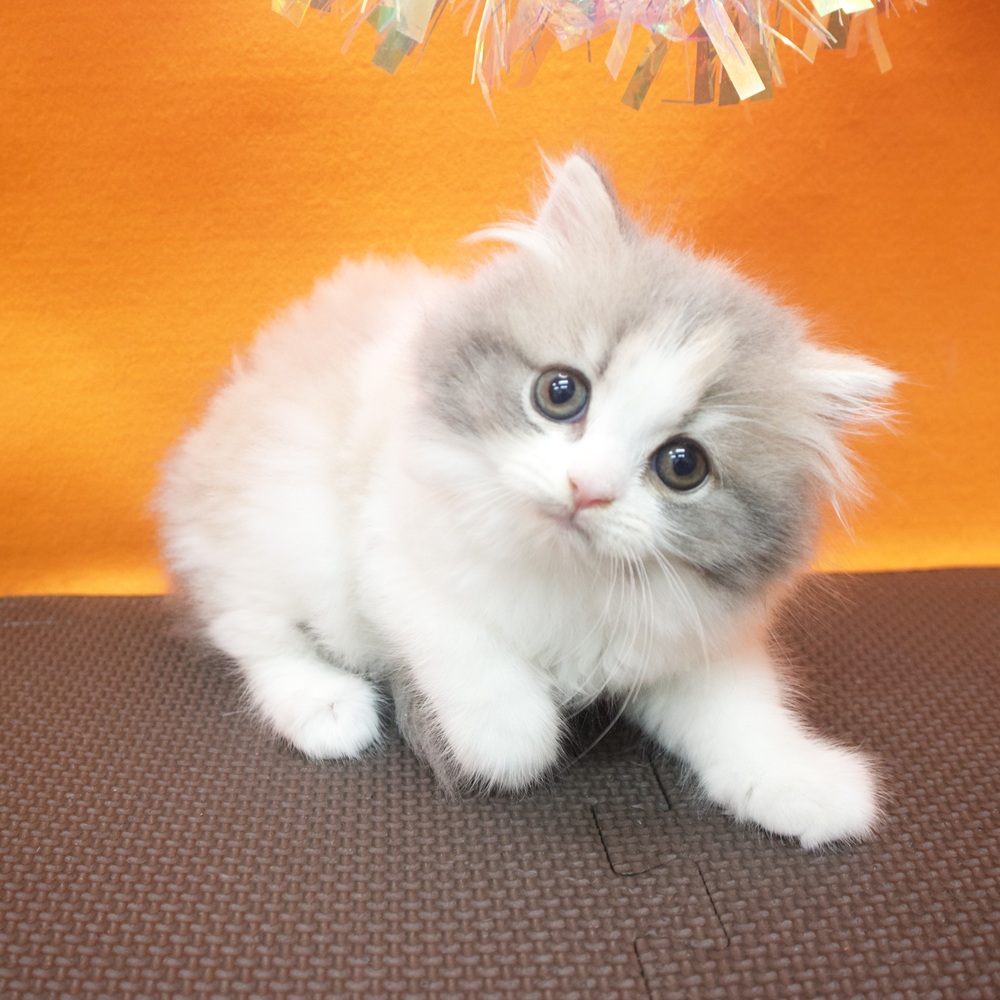 大阪府のスコティッシュストレート (犬の家＆猫の里吹田店/2026年8月16日生まれ/女の子/ダイリュートキャリコ)の子猫の4枚目の画像