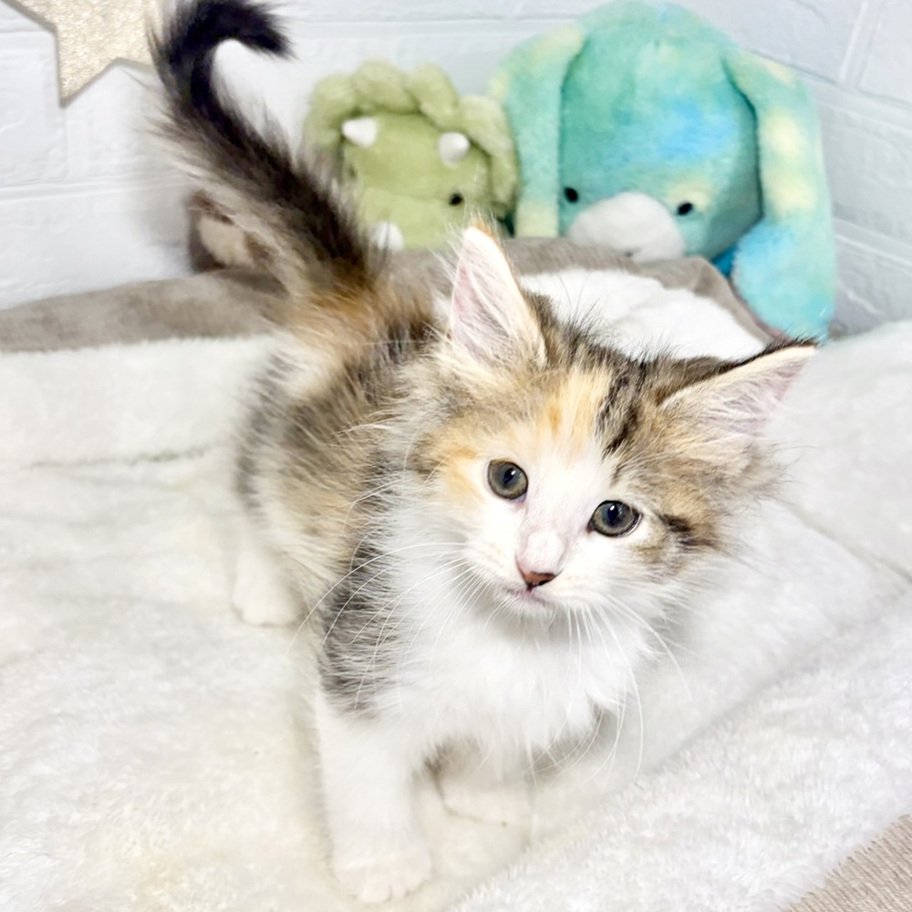 兵庫県のノルウェージャンフォレストキャット (犬の家＆猫の里ニッケパークタウン加古川店/2026年8月12日生まれ/女の子/ブラウンパッチドタビーホワイト)の子猫の4枚目の画像