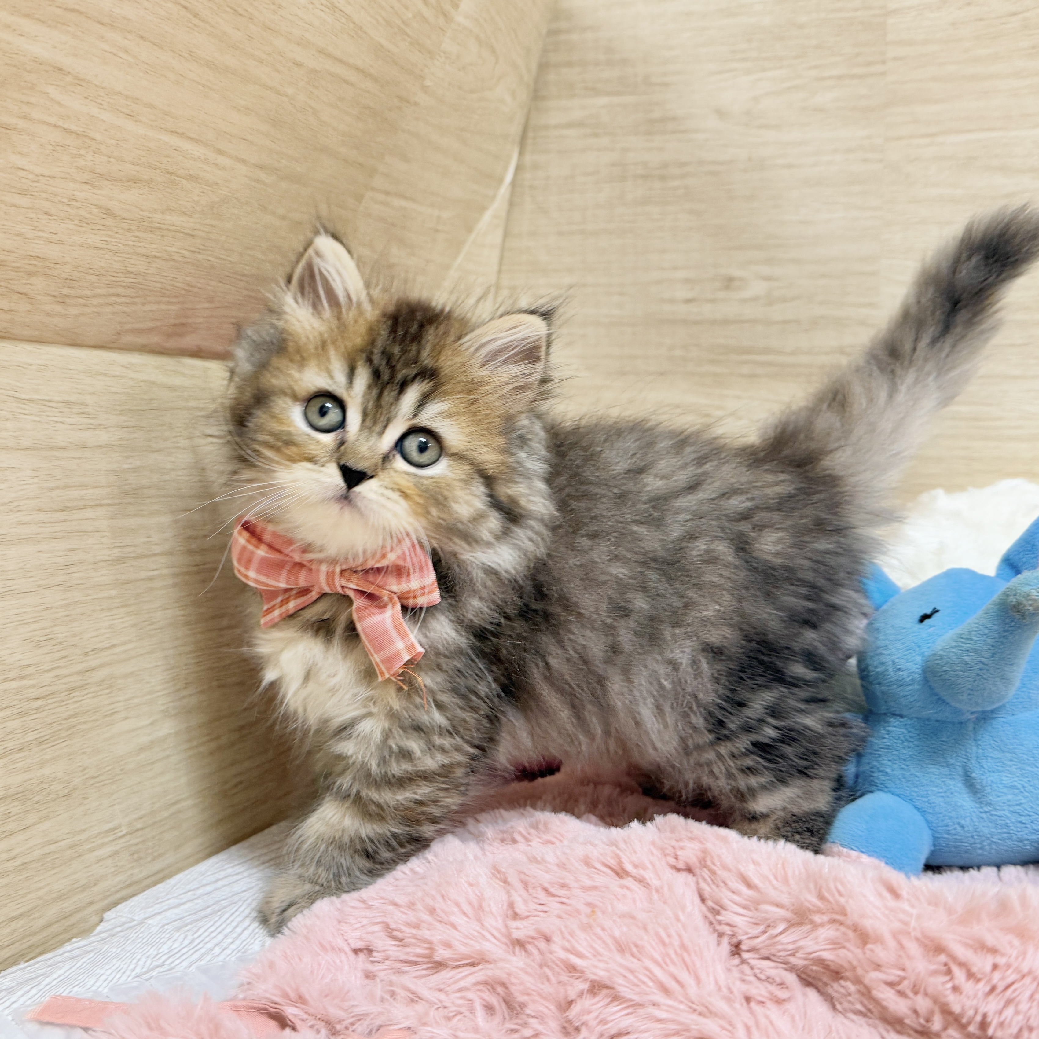 大阪府のスコティッシュストレート (犬の家＆猫の里そよら東岸和田店/2026年8月14日生まれ/女の子/ブラウンパッチドタビー)の子猫の1枚目の画像