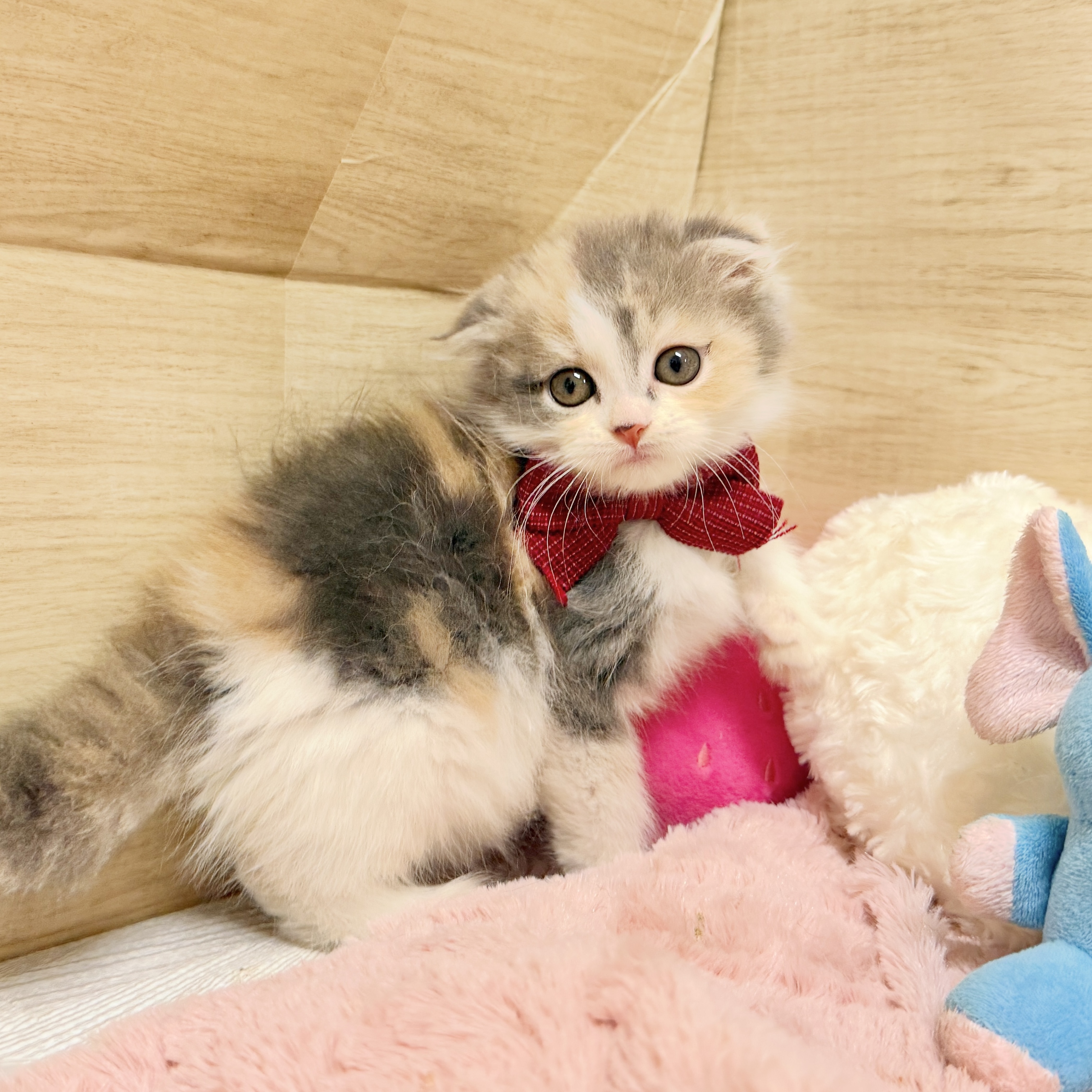大阪府のスコティッシュフォールド (犬の家＆猫の里そよら東岸和田店/2026年8月14日生まれ/女の子/ダイリュートキャリコ)の子猫の4枚目の画像