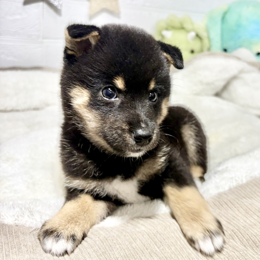 兵庫県の豆柴 (犬の家＆猫の里ニッケパークタウン加古川店/2026年8月15日生まれ/女の子/黒)の子犬の4枚目の画像