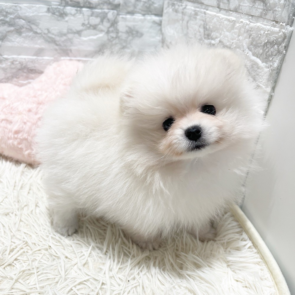愛知県のポメラニアン (犬の家＆猫の里MiO香久山店/2026年8月15日生まれ/女の子/クリーム)の子犬の4枚目の画像