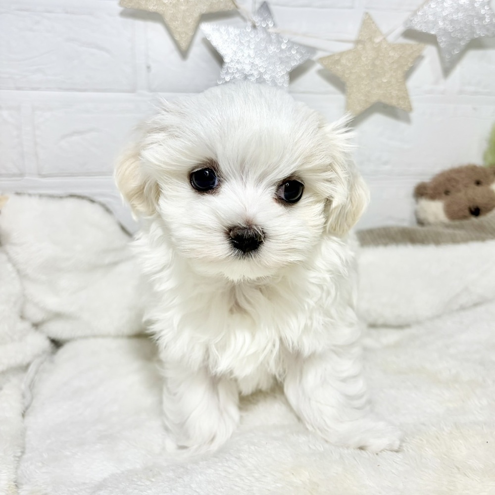 兵庫県のマルチーズ (犬の家＆猫の里ニッケパークタウン加古川店/2026年8月15日生まれ/女の子/ホワイト)の子犬の4枚目の画像